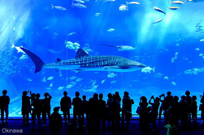 ホステスさんに人気・沖縄　水族館